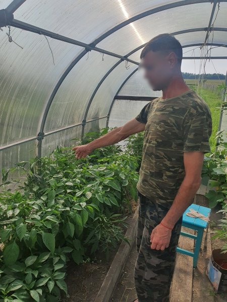 В Зейском районе полицейские пресекли факты незаконного хранения и культивирования наркосодержащих растений